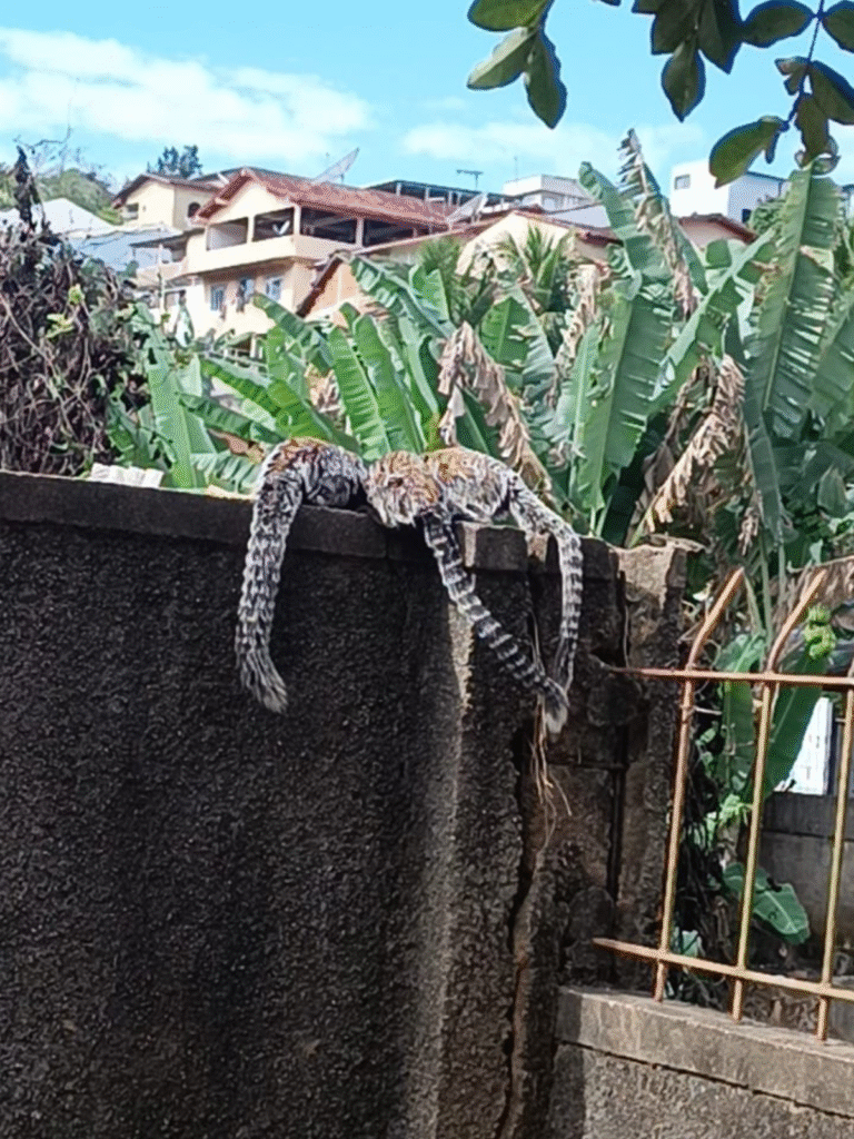 Design sem nome (16)